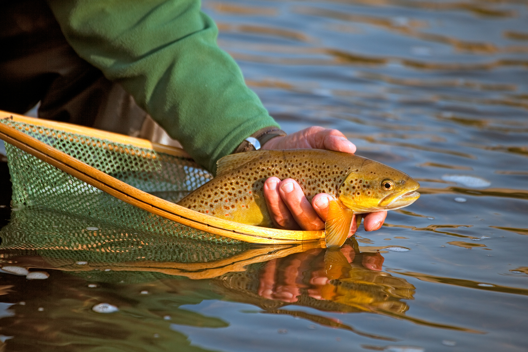 Catch and release