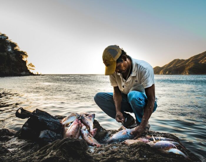 Fra fjord til filet: Kunsten å bløgge og kjøle fisken for perfekt smak